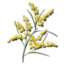 mimosa1